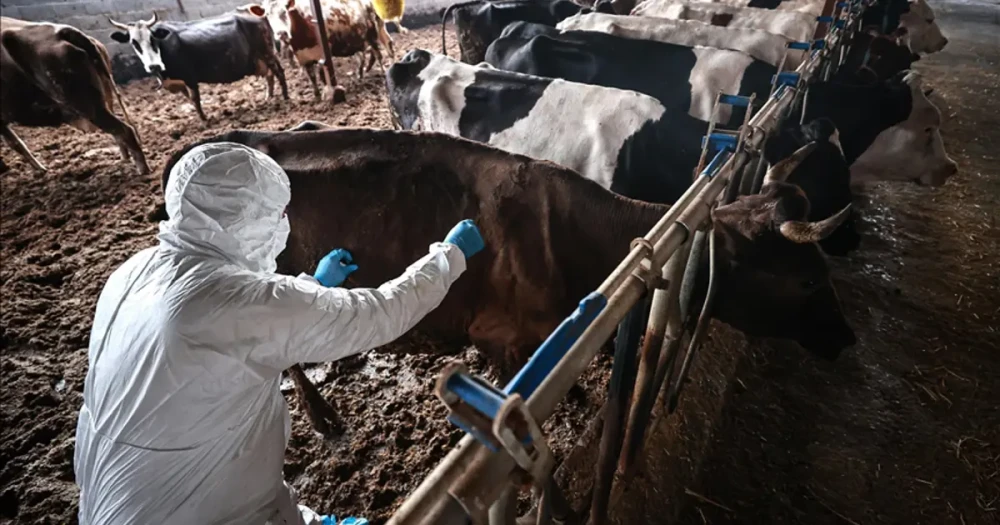 Sakarya'da Şap Karantinası: 37 Mahallede Hayvan Hareketlerine Kısıtlama
