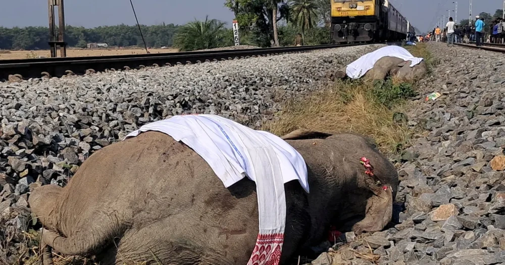 Hindistan'da Tren Faciası: Fil Sürüsü Raylarda Can Verdi