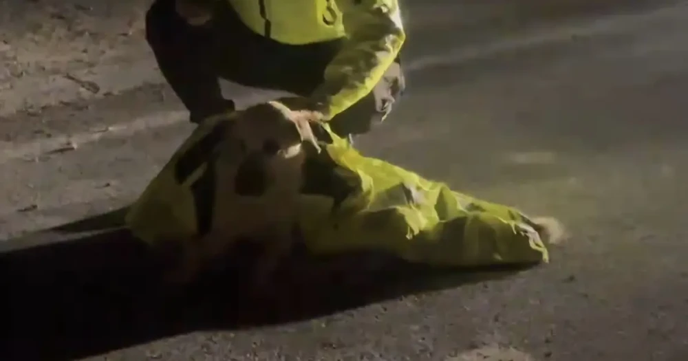Polis Ekipleri Yaralı Köpeğe Şefkat Eli Uzattı