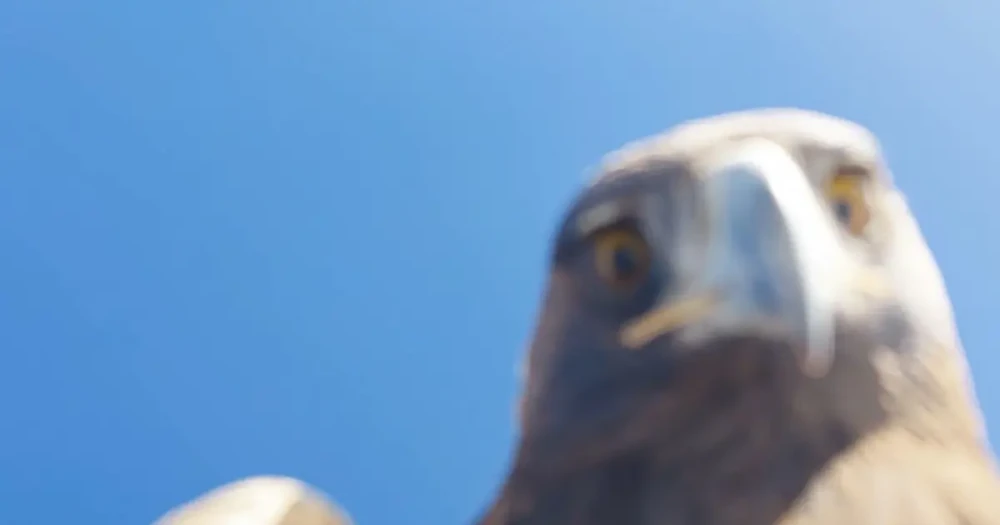 Kartal, Tanıtım Dronunu Kapıp Dağ Zirvesine Taşıdı