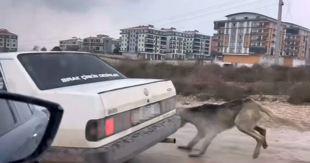Sokak Hayvanlarına Yönelik Vahşet: Köpek Aracın Arkasına Bağlanarak Sürüklendi