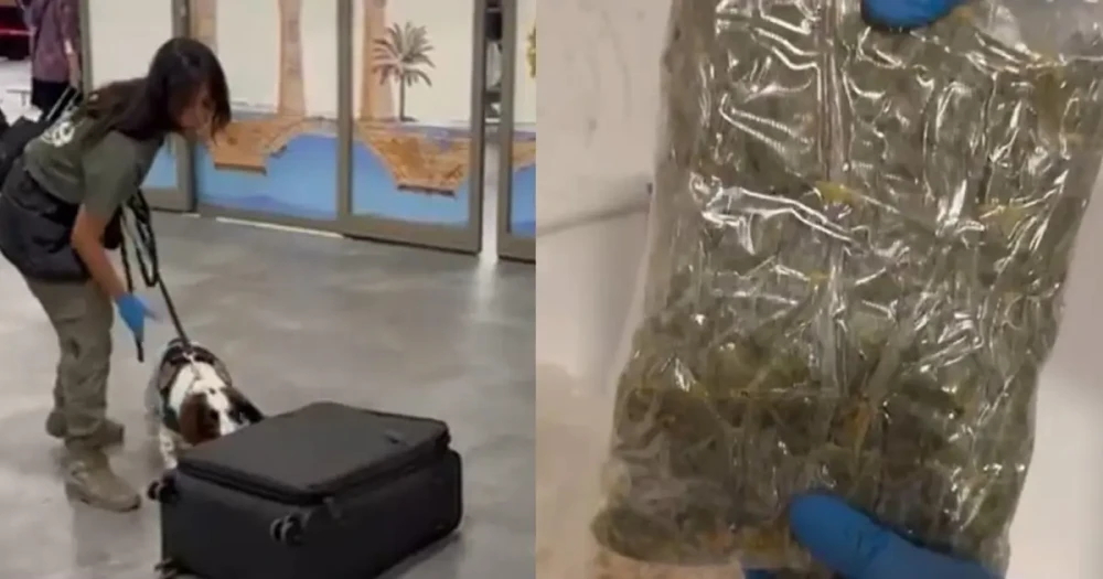 Havalimanında Şok: Mısır Gevreği Paketlerine Gizlenmiş Uyuşturucu Ele Geçirildi