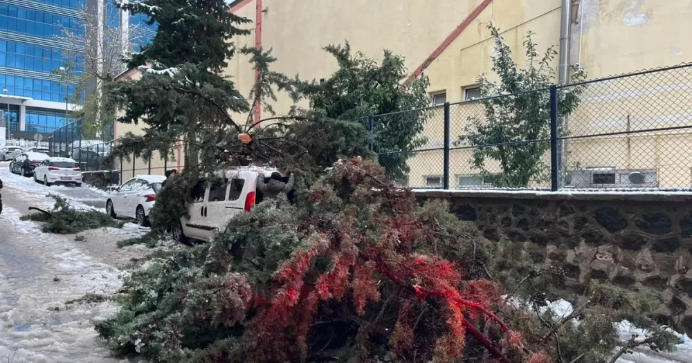 Park Halindeki Araç, Kökünden Sökülen Ağacın Altında Kaldı