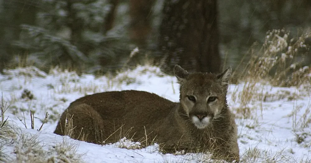 ABD'de Yürüyüş Yapan Kadın Puma Saldırısında Hayatını Kaybetti