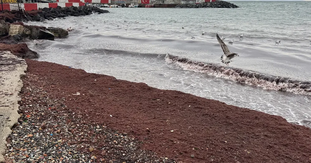 Tekirdağ Sahilleri Kırmızı Yosunlarla Kaplandı: Kirlilik Değil, Doğal Bir Durum