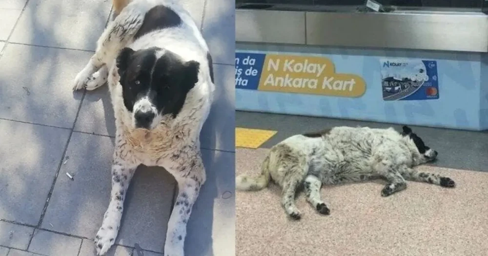 "Matmazel" İddiasına Ankara'da Soruşturma Başlatıldı