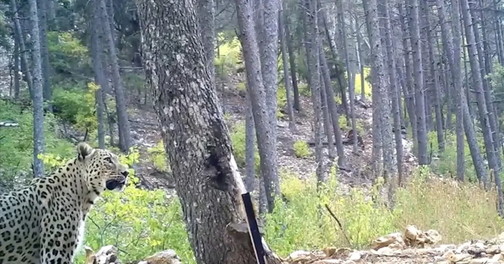 Anadolu Parsını Koruma Kalkanı: Cezalar Ağırlaştırıldı
