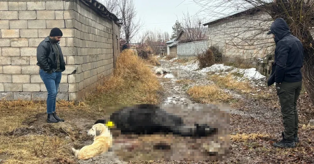 Erzincan'da Vahşet: At ve Eşek Tüfekle Katledildi