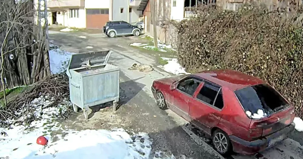 Bolu'da Vahşet: Ezilen Köpeğin Vücudundan 400'e Yakın Saçma Çıktı