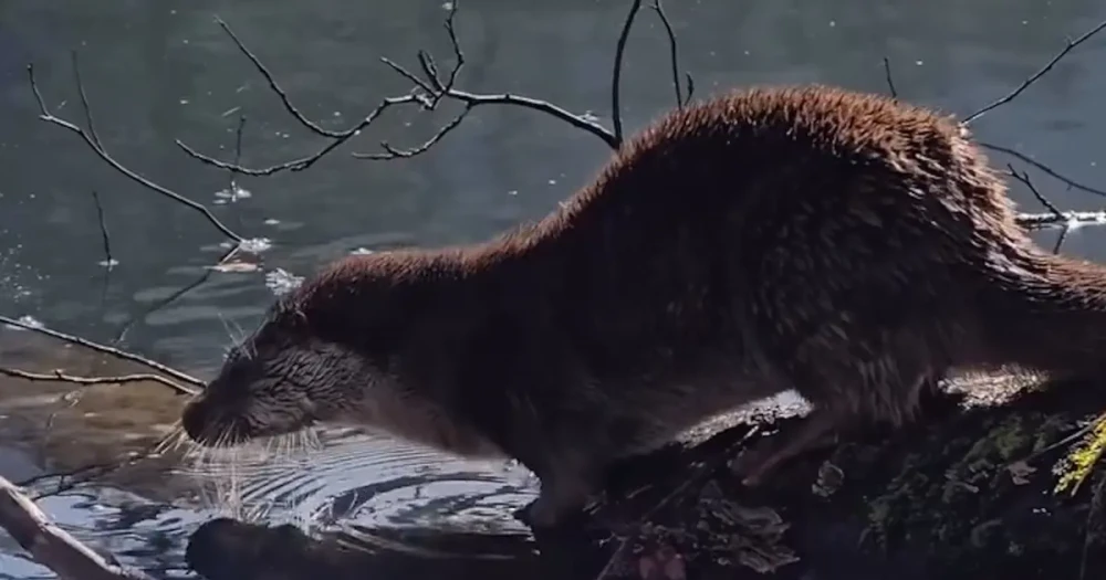 Bolu'da Görülen Nadir Yaban Hayvanı Nesli Tükenme Tehlikesiyle Karşı Karşıya