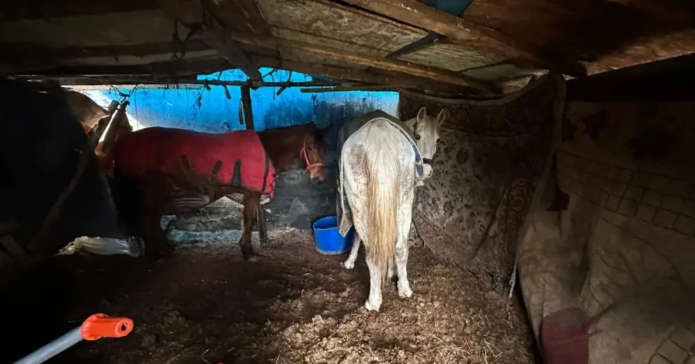 Otoyol Kenarında Bulunan Kemikler, At Kasaplarını Ortaya Çıkardı