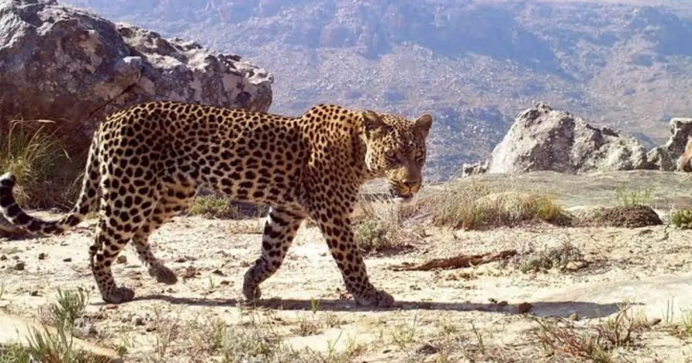 Elektrik Direğine Tırmanan Leopar Akıma Kapılarak Can Verdi