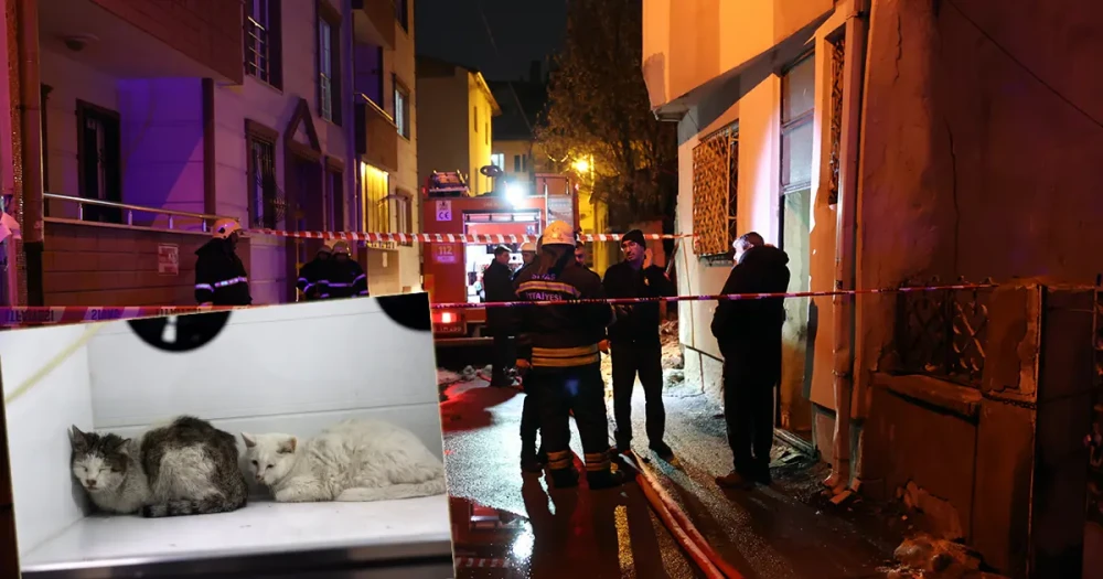 Sivas'ta Trajik Yangın: 26 Kedi Hayatını Kaybetti