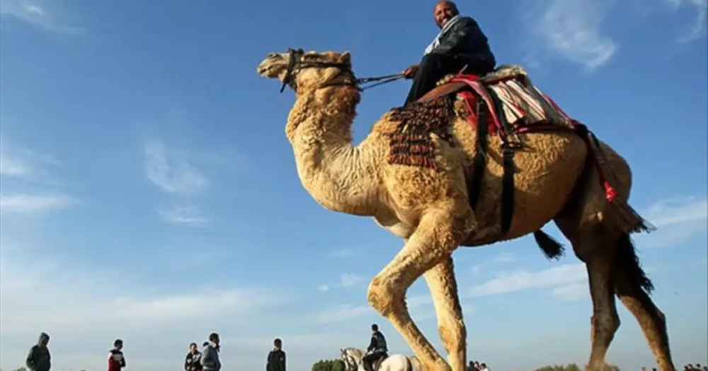 Suudi Arabistan'dan Devrim Niteliğinde Uygulama: Develer İçin Pasaport Dönemi Başlıyor