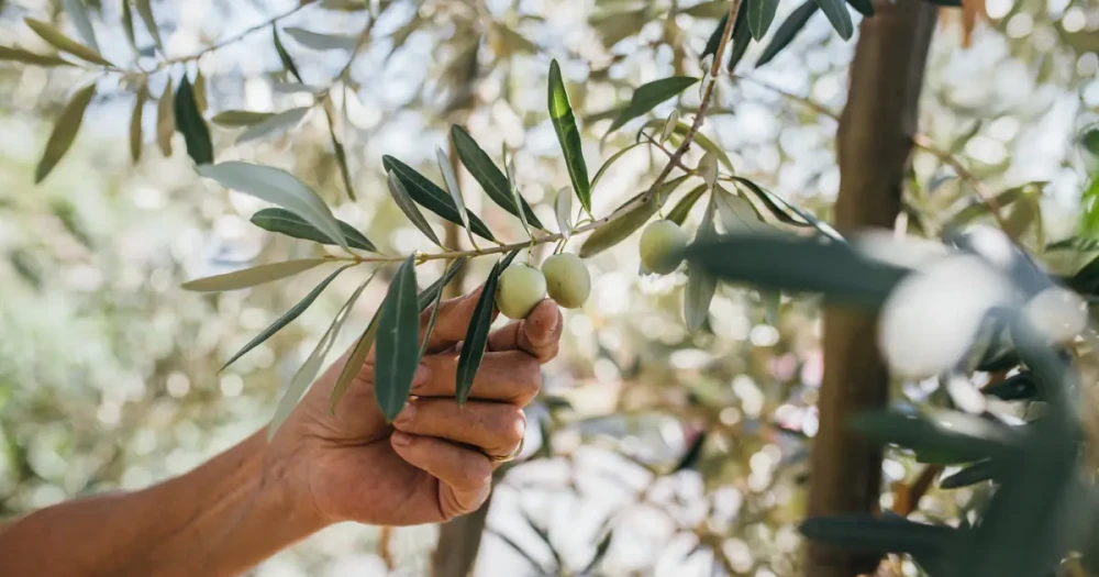 Doğanın Sıvı Altını: Zeytin, Geleceğimizi Nasıl Kurtarıyor?