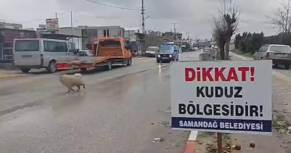 Hatay'da Kuduz Paniği: Dört Mahalle Karantinaya Alındı