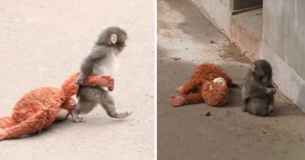 Peluş Oyuncaklı "Punch"ın Bakıcısı Konuştu: "Yalnızlık Çekiyor"