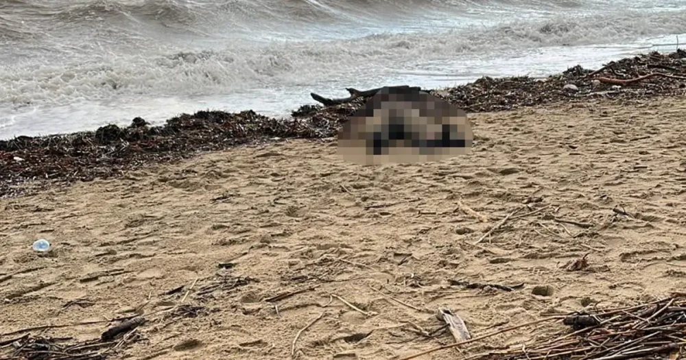 Sarımsaklı Sahilinde Tüyler Ürperten Keşif: Kadın Cesedi Bulundu