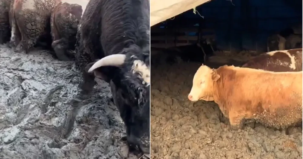 Kurban Bayramı Öncesi Hayvan Refahı İhlali: Bakanlık Harekete Geçti