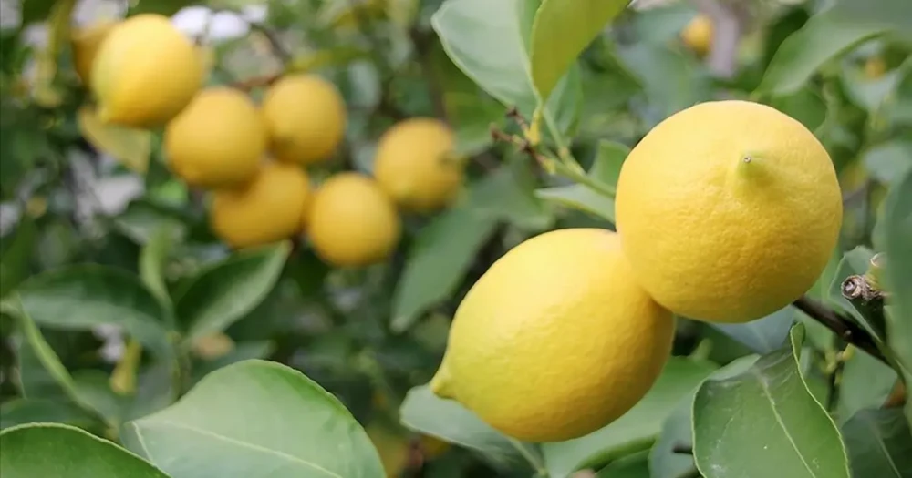 Limon İthalatında Gümrük Vergisi Yüzde 54'ten Yüzde 10'a İndirildi
