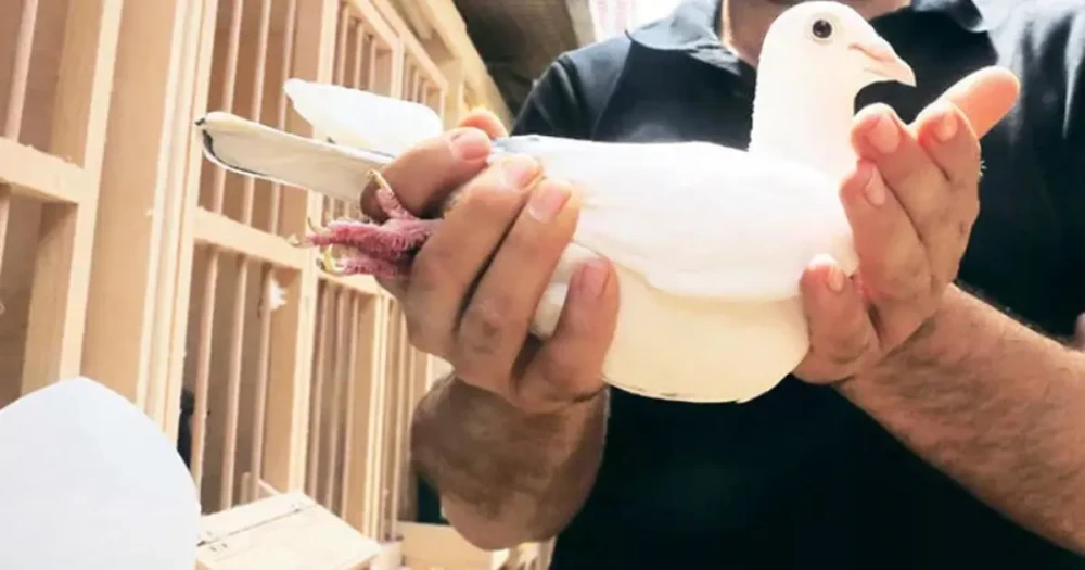 Sosyal Medya Mezatçıları Maliye'nin Radarında: Güvercinden Taklit Ürüne Vergi Kaçakçılığı