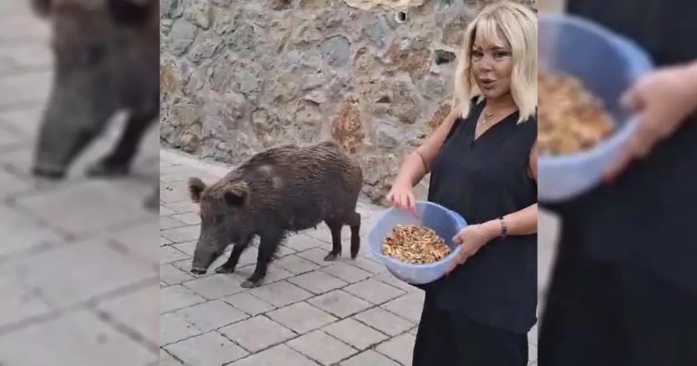 Safiye Soyman'ın Bodrum'daki Yaban Domuzu Misafiri Bayramı Renklendirdi