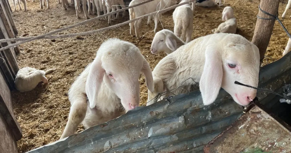 Kurban Pazarlıkları Başladı: Fiyatlardaki Artış Tüketiciyi Endişelendiriyor