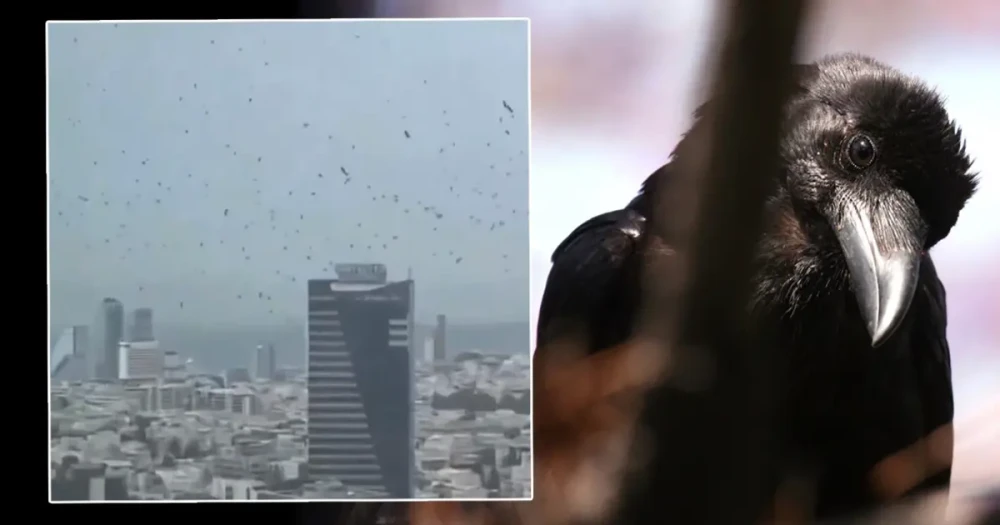 Tel Aviv Semalarında Kargalar: Uğursuzluk Mu, Doğal Bir Olay Mı?