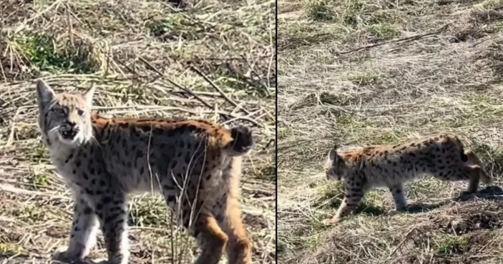 Ormanın Hayaleti Vaşak, Nadir Bir Anında Görüntülendi