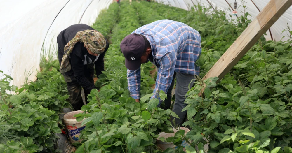 Halde 25, markette 150 lira. Antalya çileğinde sezon sonu