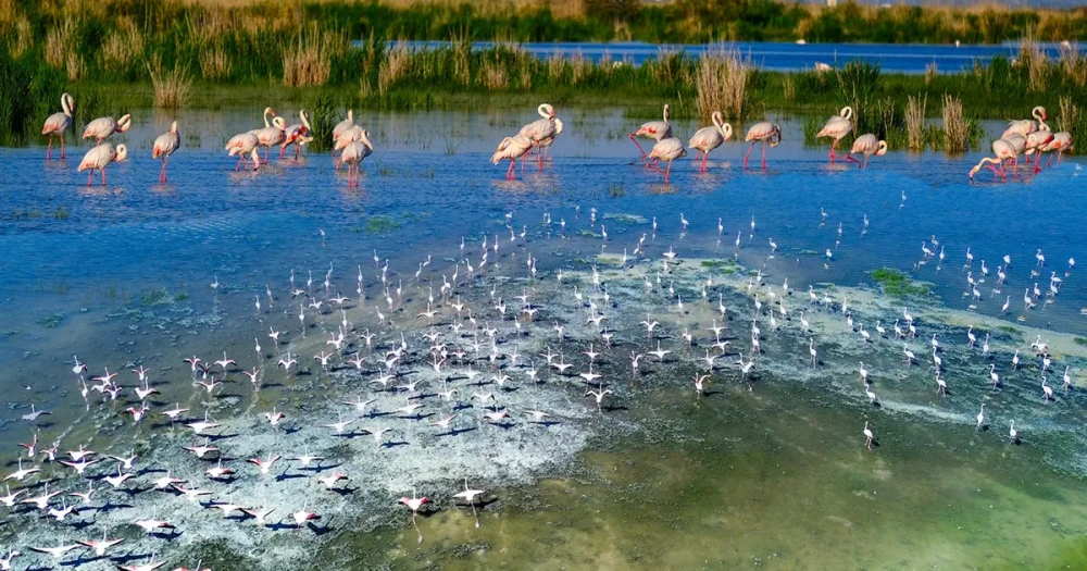 Flamingoları Akgöl'de Gözlemleme Fırsatı