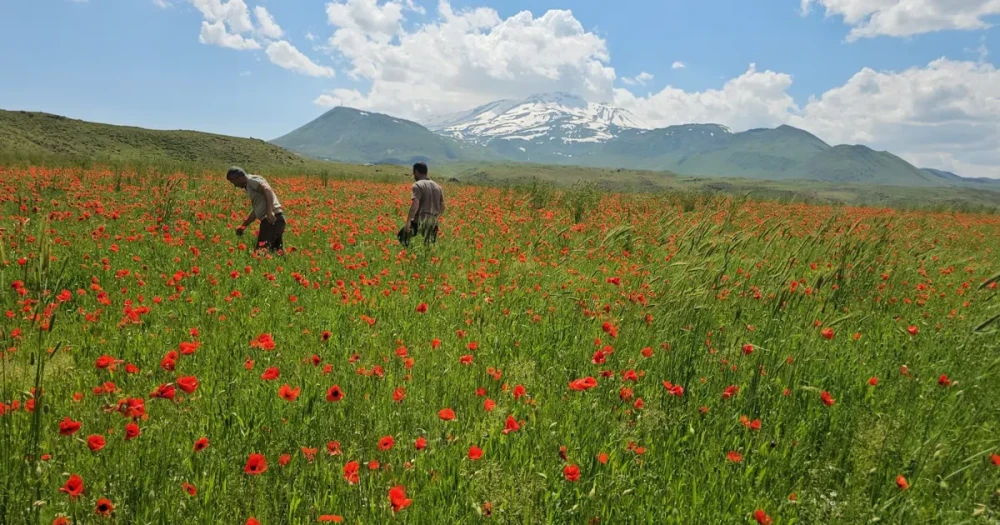 Bitlis’te Kırmızı ve Beyazın Buluştuğu Eşsiz Manzara