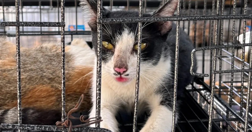 Kedi Eti Çetesine Operasyon: 400 Kedi Kurtarıldı