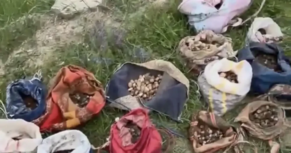 İzinsiz Salep Toplayan 10 Kişiye 6,992,000 TL Cezai Para Kesildi