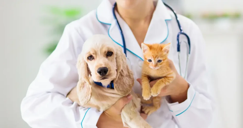 Veteriner Hekimlere Yüzde 120 Bin Artışla Yeni Para Cezaları
