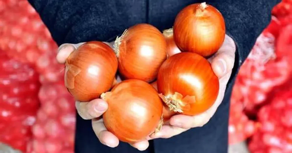 Yağışların Soğan Üretimine Etkisi ve Fiyat Dalgalanmaları