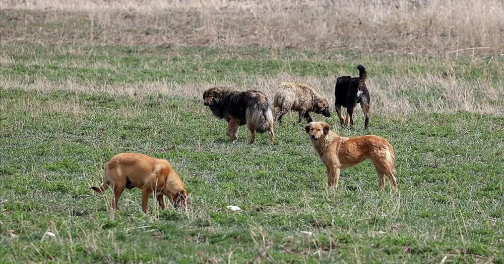 Van Saray’da Sahipsiz Köpek Saldırısı: 5 Yaşındaki Hamza Özsoy Hayatını Kaybetti