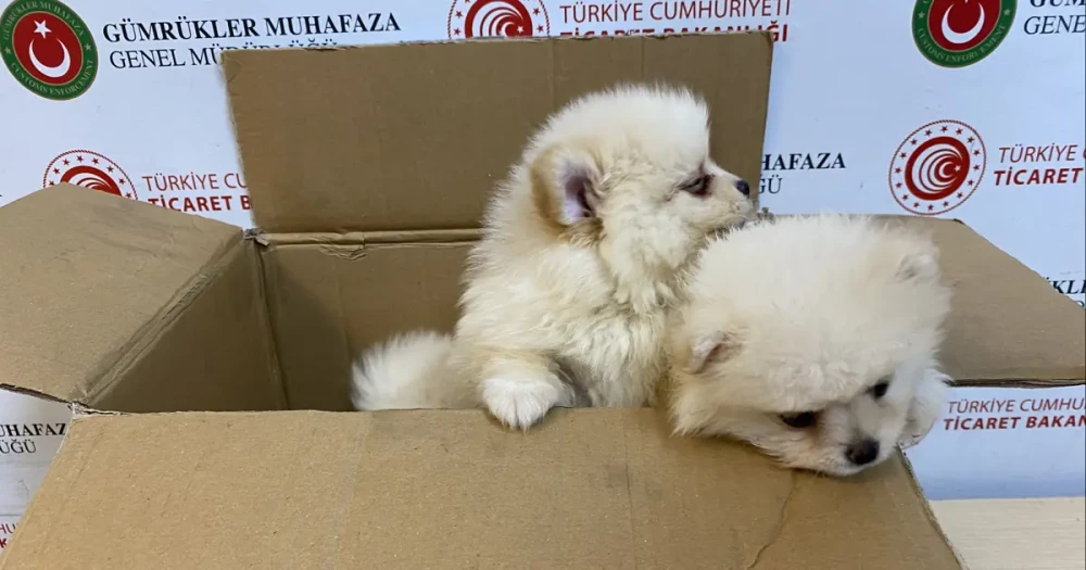 Piyasa Değeri 472 Bin Lirayı Aşan Pomeranian Yavruları Kapıkule’de Yakalandı