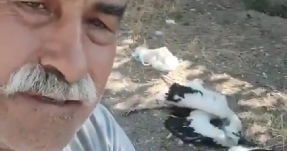 Leyleklerin Ölümü Gözyaşlarına Yol Açtı: Sahip Çıkarma Çabaları Yetersiz Kaldı