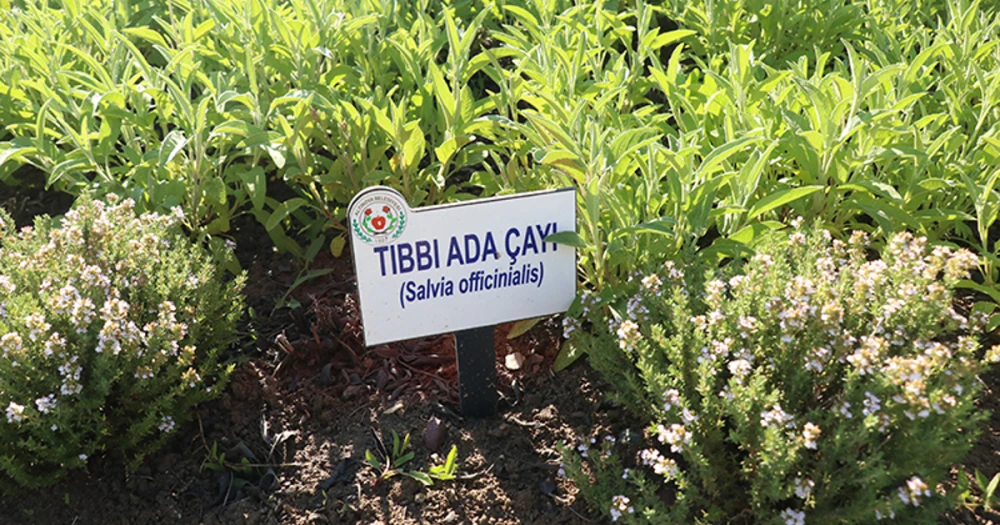 Eczanelerde tıbbi bitki çayı dönemi başlıyor