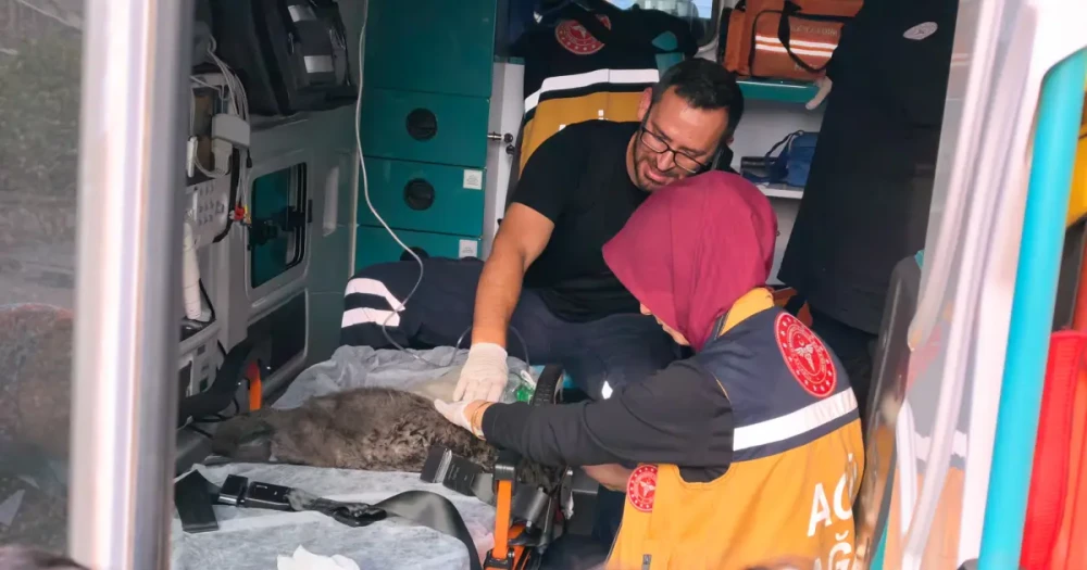 Yangında Dumandan Etkilenen Duman ve 2 Yavrusu Kalp Masajıyla Kurtarıldı