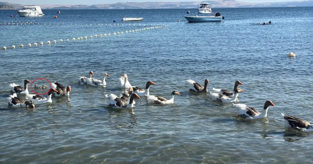 Katlar ve Ordek Yavrusu: Tamamli Bir Birlik