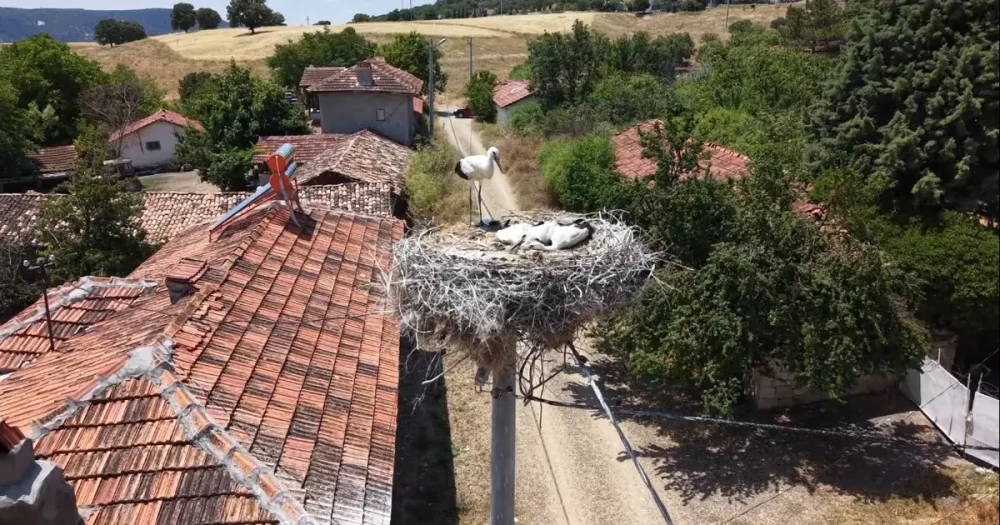 Her Yıl Aynı Köye Dönüyorlar: Pencerelere Kadar Gelen Ziyaretçiler