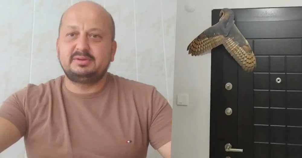 Evine Hırsız Girdi Sandı, Işığı Açınca Kuşla Karşılaştı
