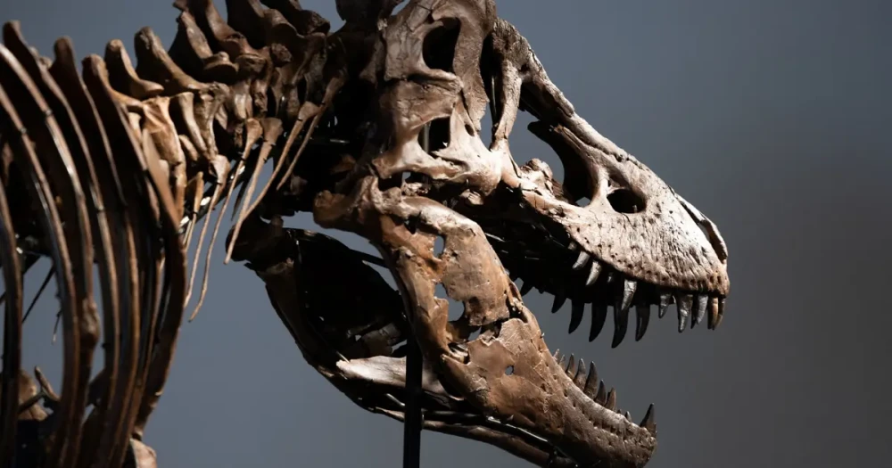 Dinozor İskeleti Rekor Fiyata Satıldı