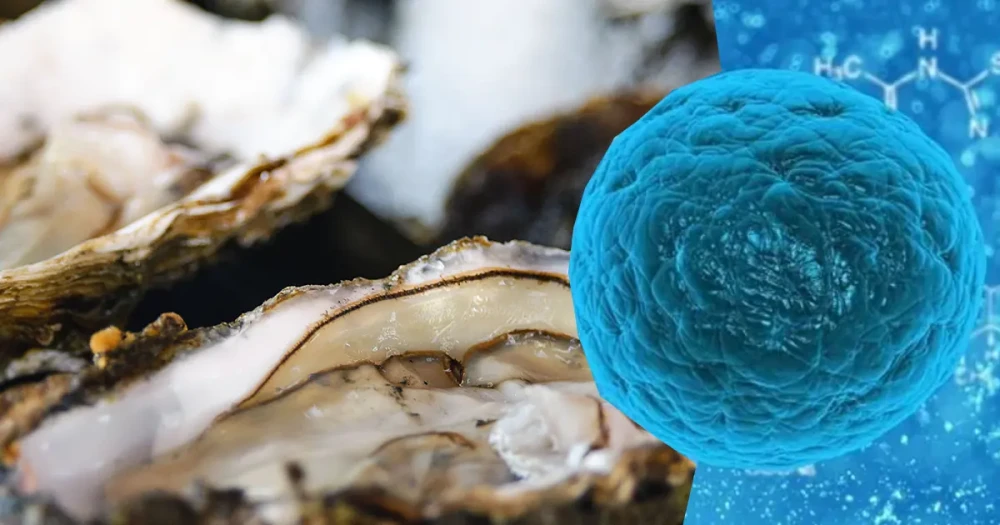 Bağırsakları Onaran ve Hücreleri Yenileyen Doğal Protein Kaynağı Keşfedildi